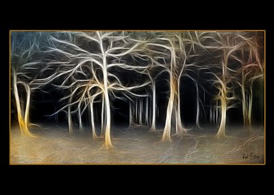 Midnight Trees